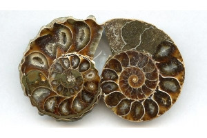 Fossil Shell 50x Fancy Shape