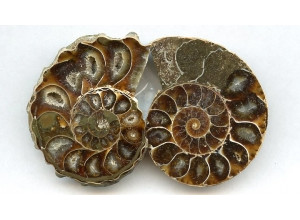 Fossil Shell 50x Fancy Shape