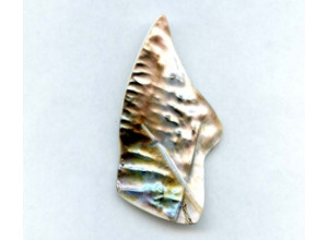 Freshwater Shell 73x38mm Pendant