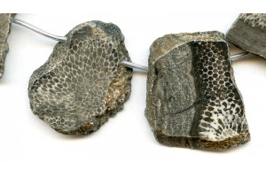 Bryozoan Coral 37-43mm Slab Drop