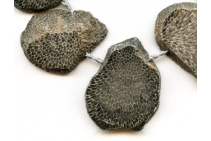 Bryozoan Coral 30-55x Slab Drop