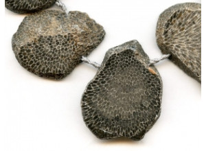 Bryozoan Coral 30-55x Slab Drop