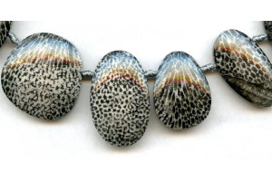 Bryozoan Coral