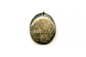 Bryozoan Coral 31x37 Pendant