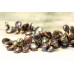 041-1049 Freshwater Pearl Drop <br>10-12x Coin Drop